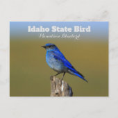 Bluebird Idaho State Bird Briefkaart (Voorkant)