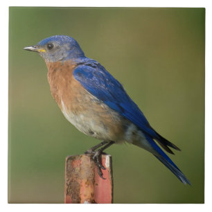 BLUEBIRD IN EEN STAAT TEGELTJE