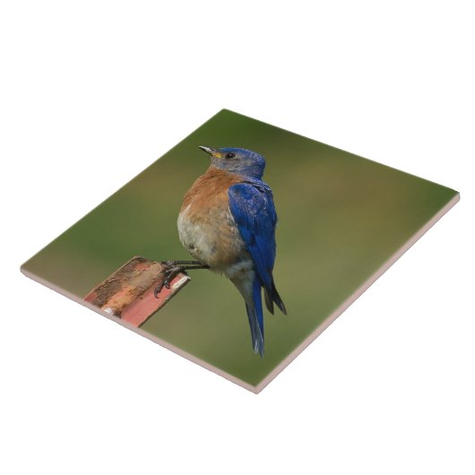 BLUEBIRD IN EEN STAAT TEGELTJE (Zijkant)