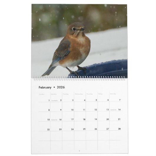 Bluebird Lovers Kalender (Feb 2026)