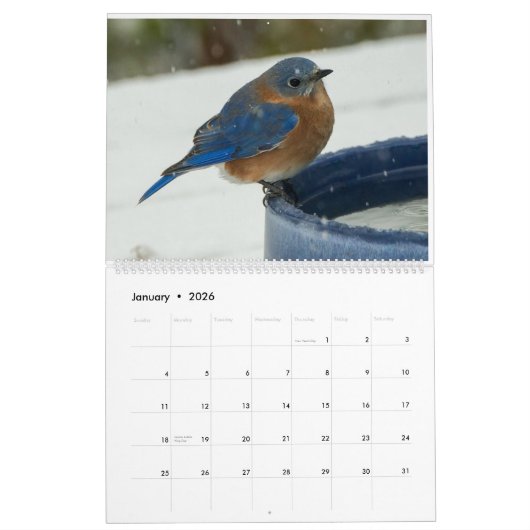 Bluebird Lovers Kalender (Jan 2026)