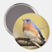 Bluebird Magnet (Voorkant / Achterkant)