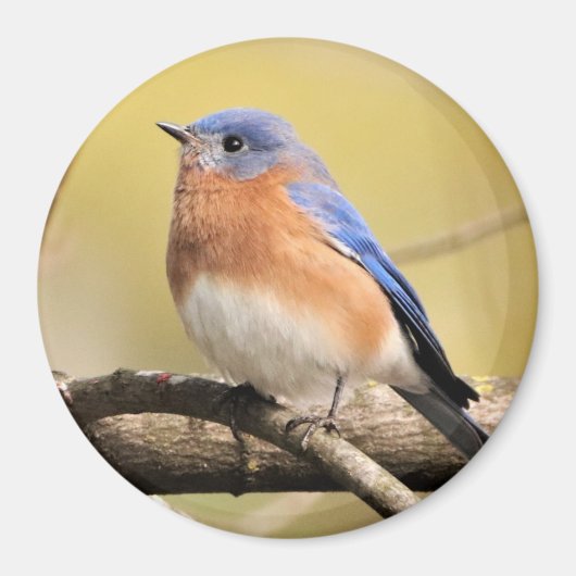 Bluebird Magnet (Voorkant)