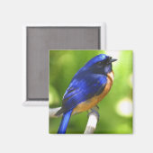 Bluebird Magnet (Voorkant / Achterkant)