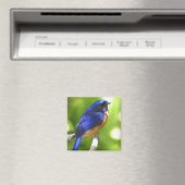 Bluebird Magnet (Insitu (Vaatwasser))