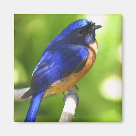 Bluebird Magnet (Voorkant)