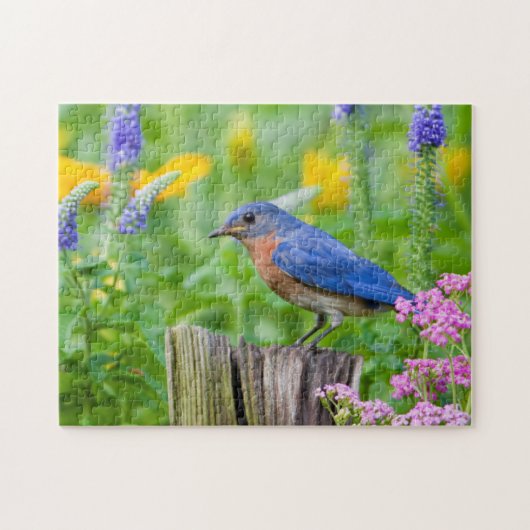 Bluebird male on fence post in flower garden legpuzzel (Horizontaal)