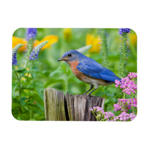 Bluebird male on fence post in flower garden magneet