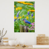 Bluebird male on fence post in flower garden poster (Keuken)