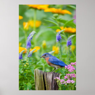 Bluebird male on fence post in flower garden poster