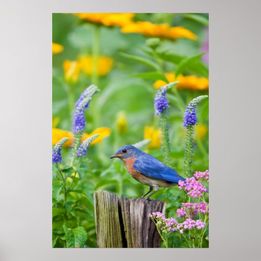 Bluebird male on fence post in flower garden poster (Voorkant)