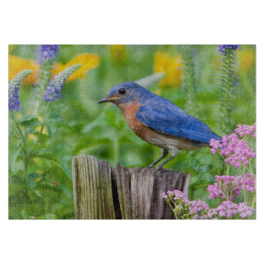 Bluebird male on fence post in flower garden snijplank (Voorkant)
