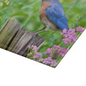 Bluebird male on fence post in flower garden snijplank (Hoek)
