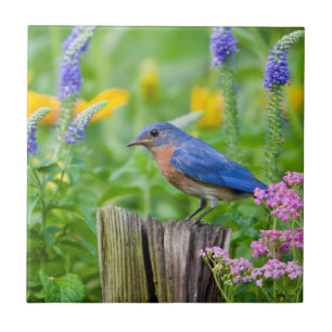 Bluebird male on fence post in flower garden tegeltje