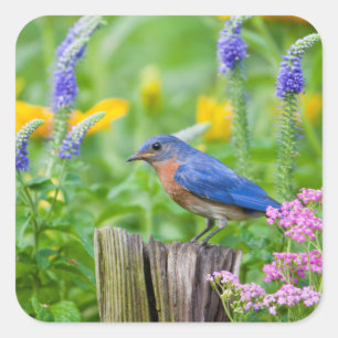 Bluebird male on fence post in flower garden vierkante sticker