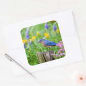 Bluebird male on fence post in flower garden vierkante sticker (Envelop)