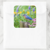 Bluebird male on fence post in flower garden vierkante sticker (Tas)