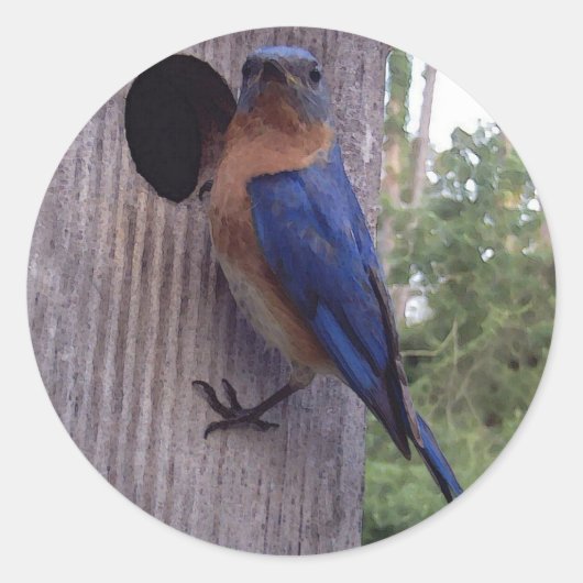 Bluebird Mannelijke Sticker (Voorkant)