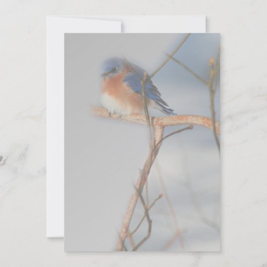  Bluebird Natuur Partij Kaart (Achterkant)