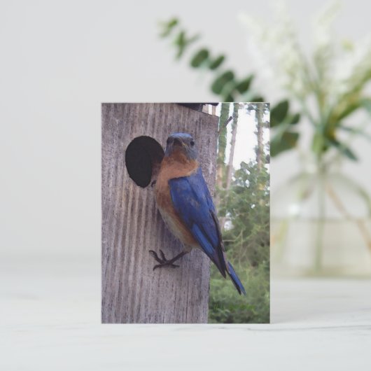 Bluebird Nest Box Briefkaart (Staand voorkant)