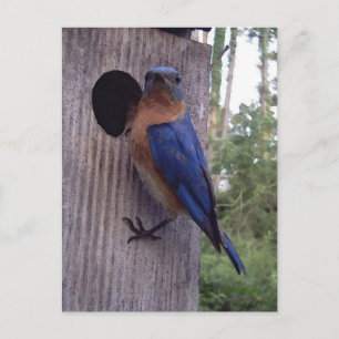 Bluebird Nest Box Briefkaart