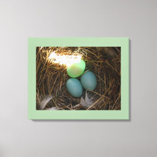 Bluebird Nest & Eggs Canvas Afdruk