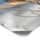 Bluebird of Happiness Inspirerend 8x10 Foto Afdruk (Hoek)