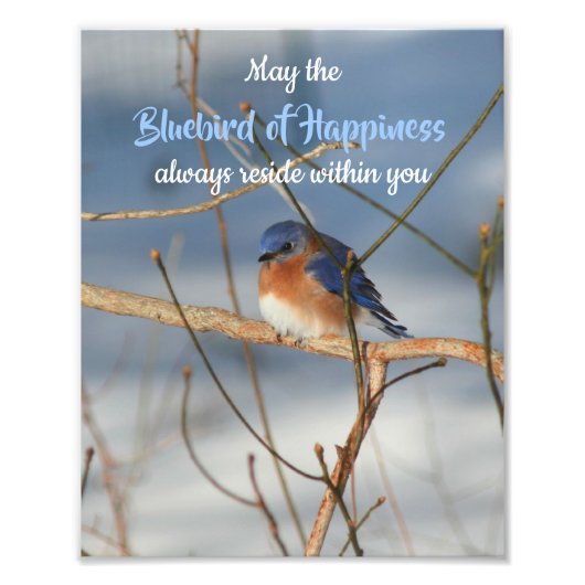 Bluebird of Happiness Inspirerend 8x10 Foto Afdruk (Voorkant)