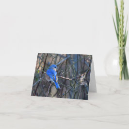 Bluebird of Happiness Wenskaart Kaart