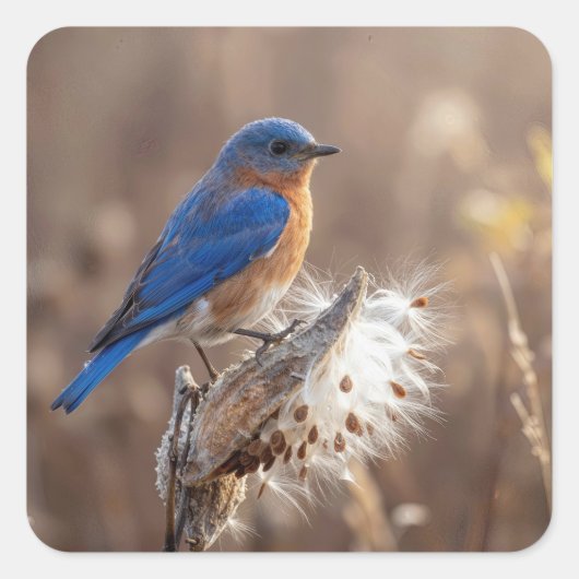 Bluebird on a Milkweed Pod Vierkante Sticker (Voorkant)
