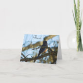 Bluebird Out Late Middag FL Eastern Bluebird Bedankkaart (Voorkant)