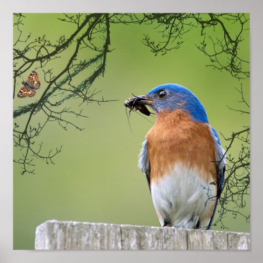 Bluebird Provider Poster (Voorkant)