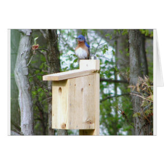 Bluebird Ruffled Feathers