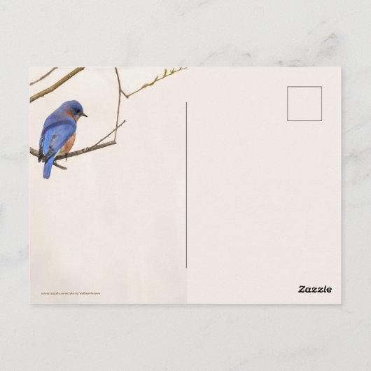 Bluebird Spring Briefkaart (Achterkant)