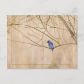Bluebird Spring Briefkaart (Voorkant)