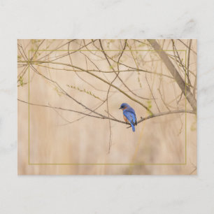 Bluebird Spring Briefkaart