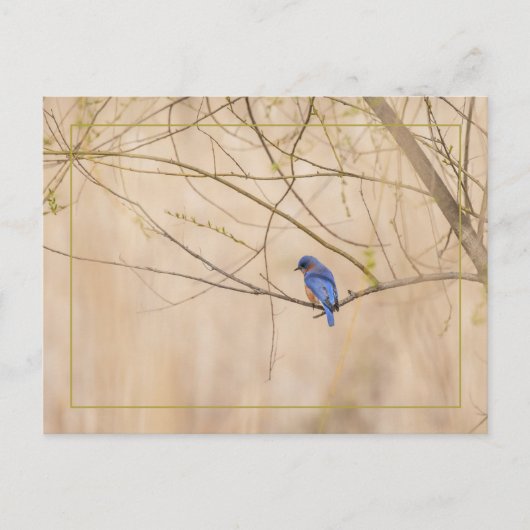 Bluebird Spring Briefkaart (Voorkant)