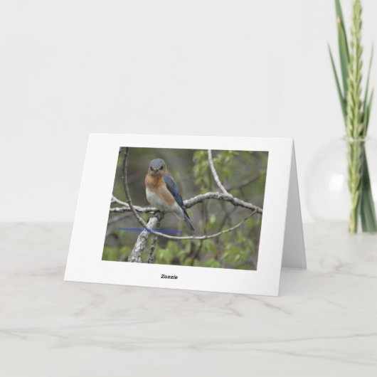 Bluebird, Verjaardag Kaart (Achterkant)