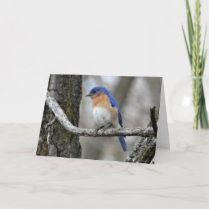 Bluebird, Verjaardag Kaart