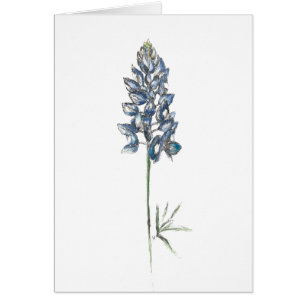Bluebonnet