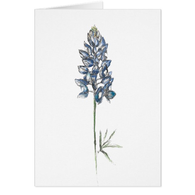 Bluebonnet (Voorkant)