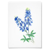 Bluebonnet 1 foto afdruk (Voorkant)