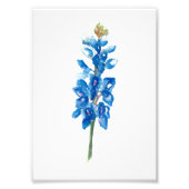 Bluebonnet 5 foto afdruk (Voorkant)