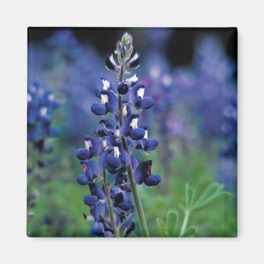 Bluebonnet Bloem Texas Bloemen Blauw Magneet (Voorkant)