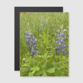 Bluebonnet Blvd. Magneet (Voorkant / Achterkant)