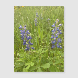 Bluebonnet Blvd. Magneet