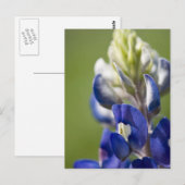 Bluebonnet Briefkaart (Voorkant / Achterkant)