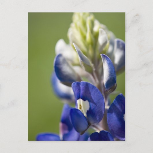 Bluebonnet Briefkaart (Voorkant)