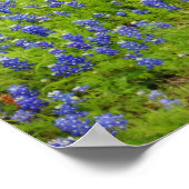 Bluebonnet Country Road Poster (Hoek)