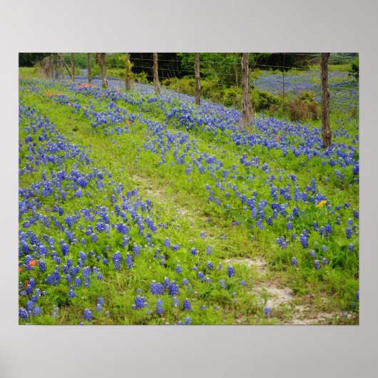 Bluebonnet Country Road Poster (Voorkant)